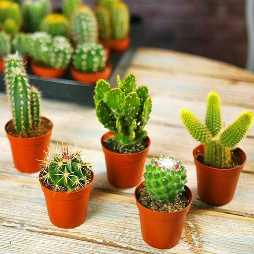 Mini cactus rare gift house - mini,