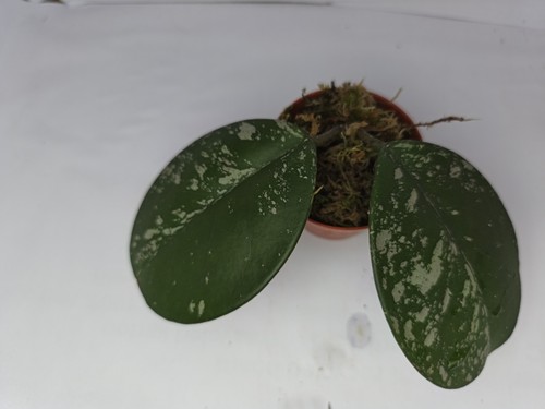 Hoya obovata splash variegated - hoya,