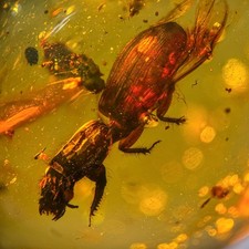 Unusual beetle burmese - beetle,