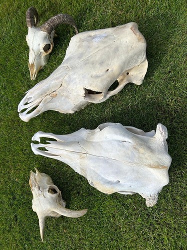 Collectible animal skulls 2 - collectible,