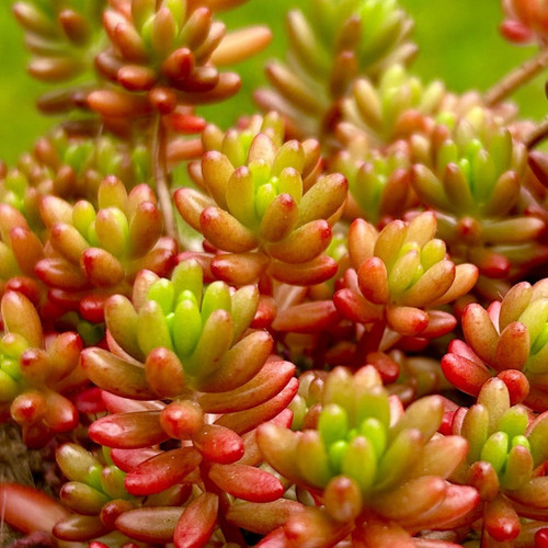 Cuttings succulent sedum - 8,