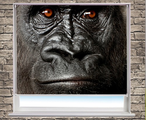 The silver back gorilla - the, close