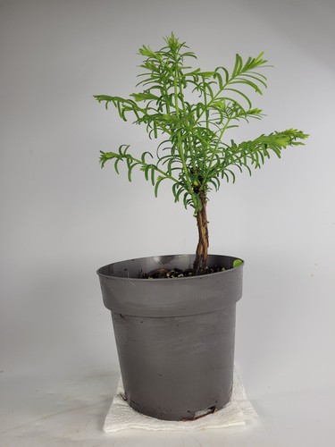 Dawn redwood starter - starter, bonsai
