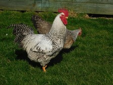 12 FRESH SILVER BIELEFELDER