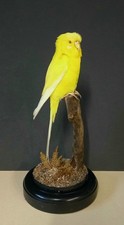 Taxidermy Yellow Budgerigar Under Glass Dome 