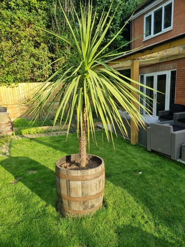 Genuine oak half - oak, whisky