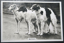BORZOI  Russian Wolfhound