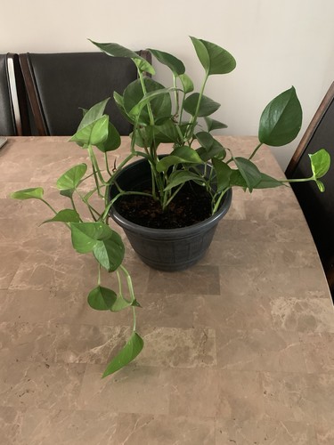 Golden pothos devil - golden, devil's