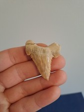 XL - Palaeocarcharodon