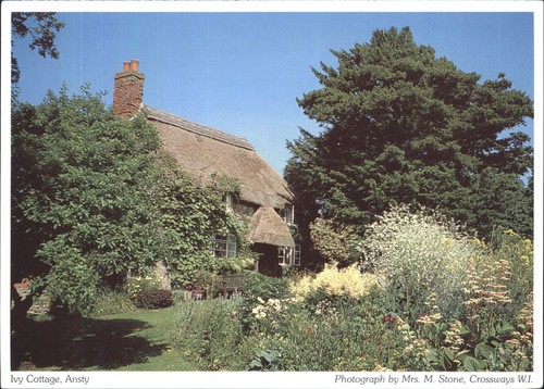 Vintage postcard ivy cottage - ivy,