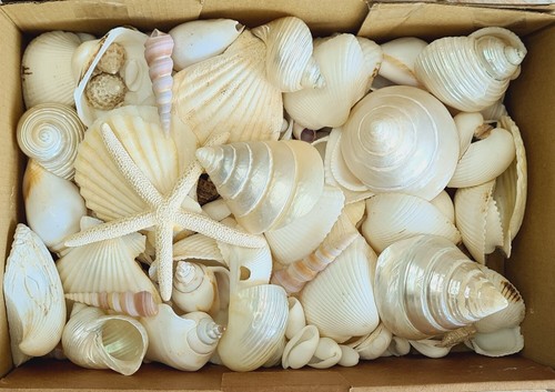 Deluxe mixed sea shells 1 - deluxe,