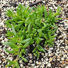 Delosperma Cooperi Cuttings