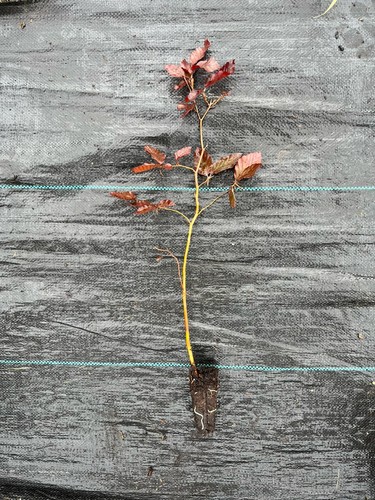 Copper beech fagus - 10, x