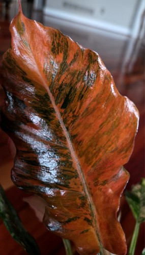 Rare philodendron variegated - rare,