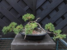 (40) BONSAI JUIPERUS PROCUMBENS NANA - GREAT SHAPE  - LARGE NEBRI