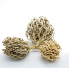 Pure rose jericho - of, flower