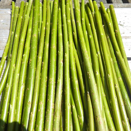 30cm hybrid willow - 30cm,