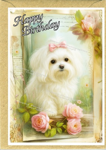 Maltese dog birthday - maltese, (4"x