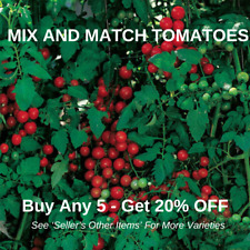 SWEETIE TOMATO x 25 Heritage Cherry Tomato Seeds -Sweet Millions Open Pollinated