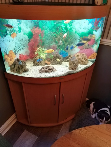 Juwe 190ltr corner fish tank - corner,
