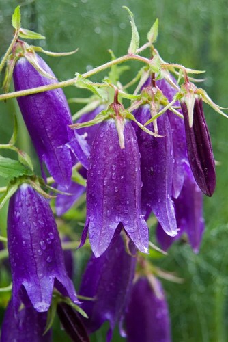 Campanula sarastro - campanula, ‘sarastro’