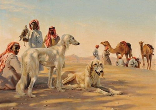 Saluki dog greeting - card,, dogs