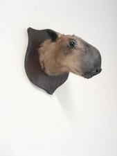 Taxidermy stuffed voodoo tattoo weird HEADMOUNT HAMMER-HEADED FLYING FOX
