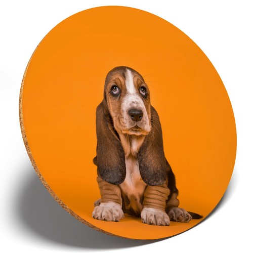 Basset hound puppy round - 1,