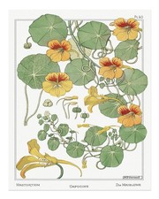 Botanical Wall Art Vintage