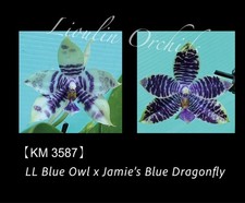 Phalaenopsis LL Blue Owl X Jamie's Blue Dragonfly Orchid Plant