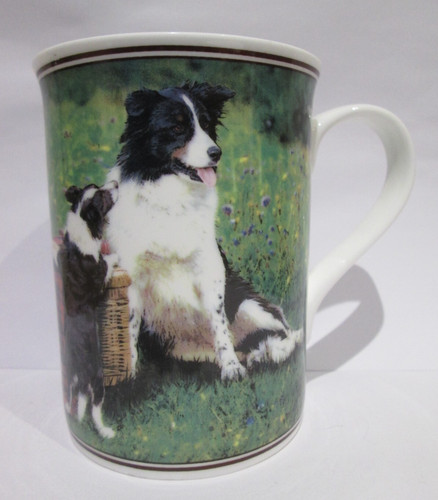 Rare border fine - fine, collie