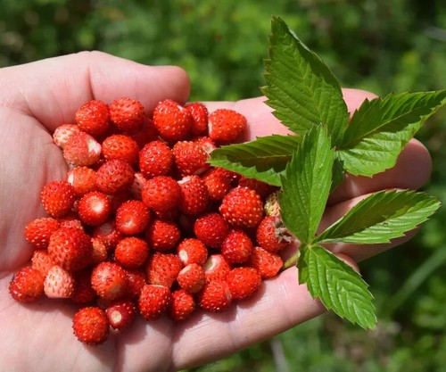 Easy grow own - grow, sweet
