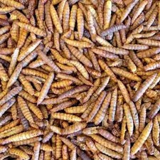 Dried Calciworms Bird Feed