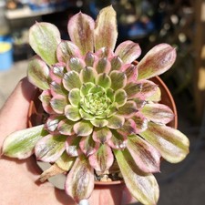 Aeonium Pink Daisy Variegated