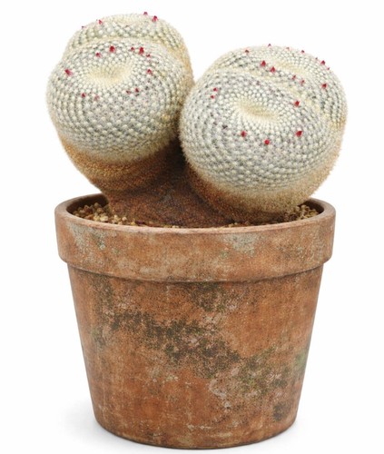 Neopotosin mammillaria seeds - neopotosin,