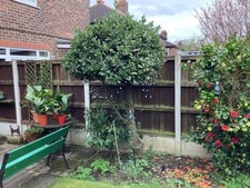 Mature Bay Tree Approximately