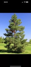 3 X 2-3ft Scots Pine Tree