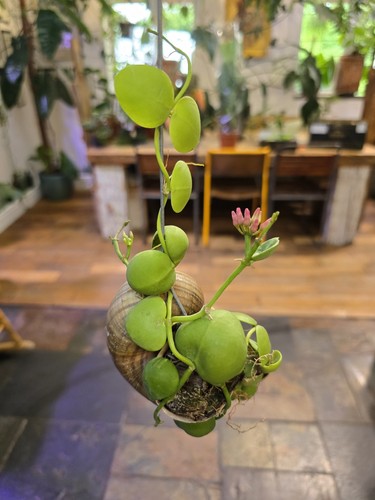 Dischidia pectinoides unique - dischidia,