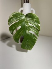 Monstera Albo Rooted Cutting |