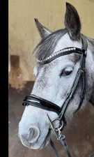 The Centre Line Badminton Anatomical Flat Snaffle Bridle Size XF Black Leather