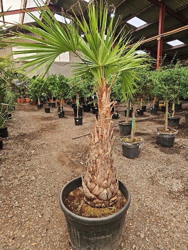 1x8ft inc pot - 1x8ft,