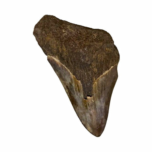 Inch megalodon tooth - 2-inch,