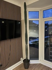 11 Foot Cactus, Home grown. Too Big for House Now So Need To Get Rid.