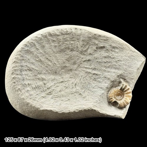 Oistoceras calcite ammonite - oistoceras,