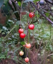 Cherry tree 3ft - tree, 60-90cm