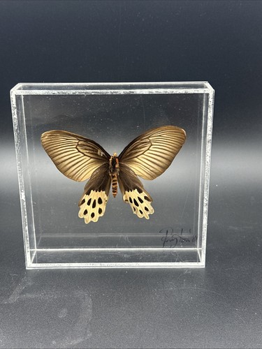 Real framed butterfly - real,