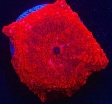 Red Disco Discosoma Soft Coral
