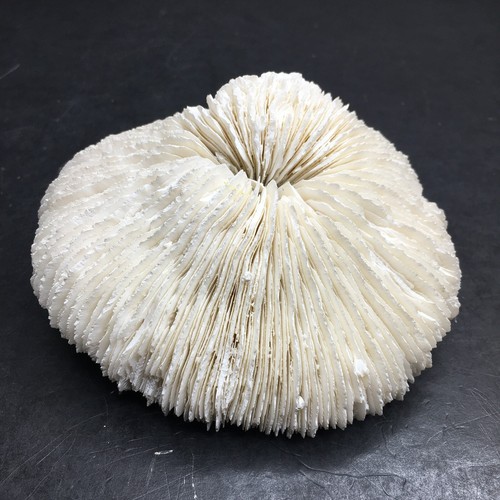Mushroom coral seashell - coral,