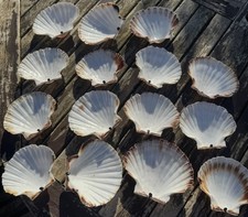 15x large scallop shells - large,