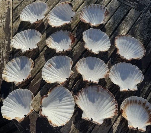 15x large scallop shells - 15x,